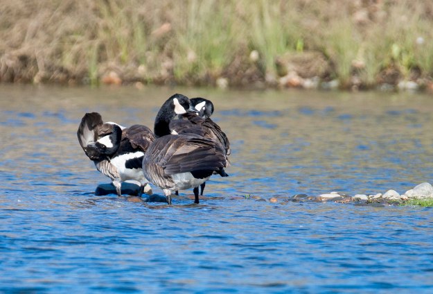Geese_River_DSC_1357